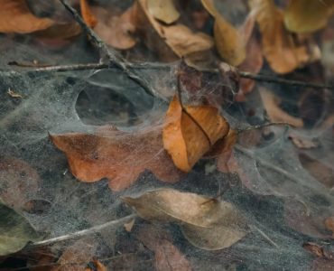 Close-up of autumn leaves entangled in a spider web in a Brazilian forest.