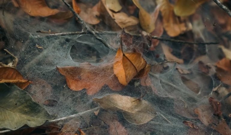 Close-up of autumn leaves entangled in a spider web in a Brazilian forest.